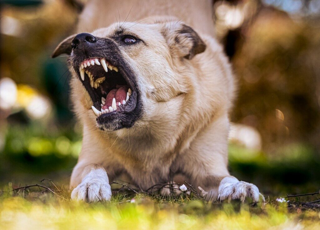 Dog bite liability laws Boston pet owners should know
